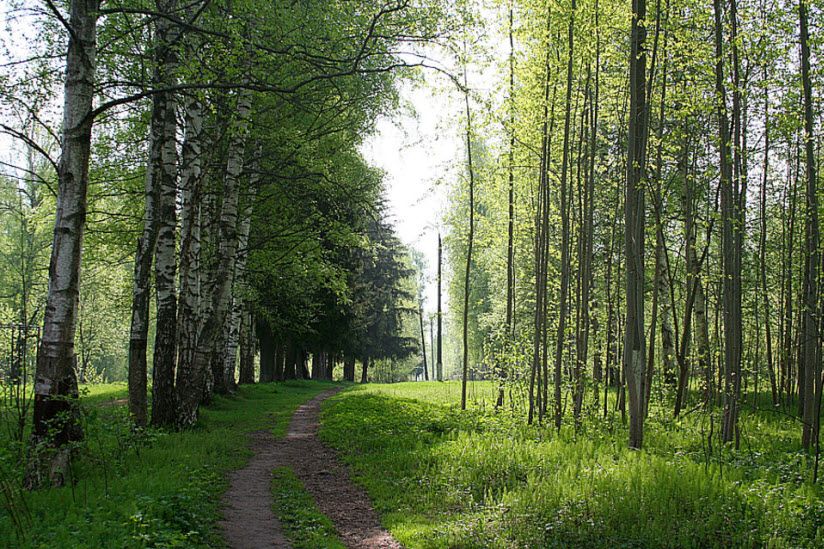 Березовая роща