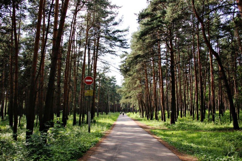 Бобачевская роща