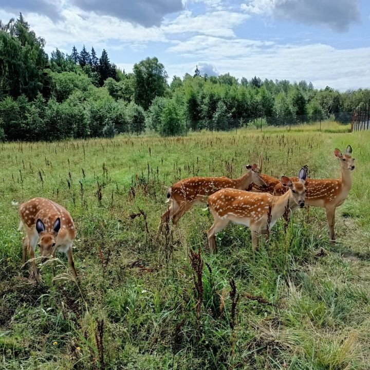 Подмосковный Сафари-парк (Клемятино)
