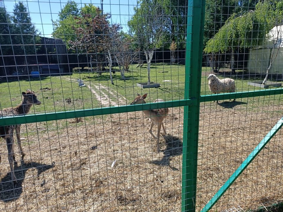 Зоопарк Белый аист (Красновидово)