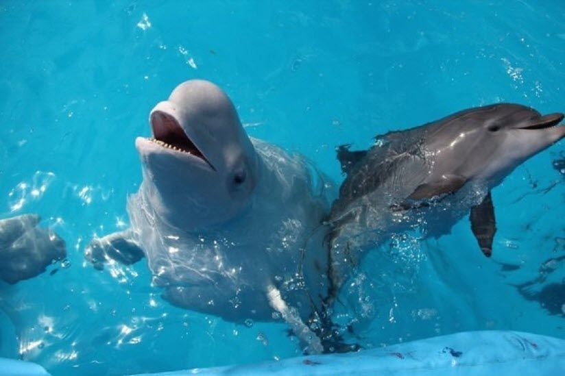 Геленджикский дельфинарий