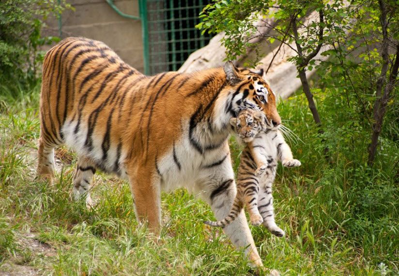 Сафари-парк