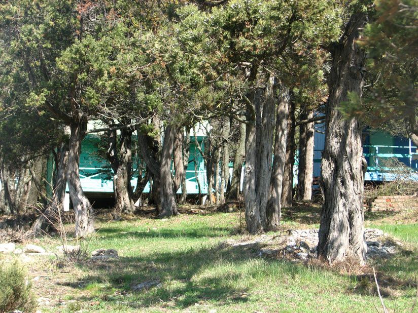 Урочище можжевеловая роща