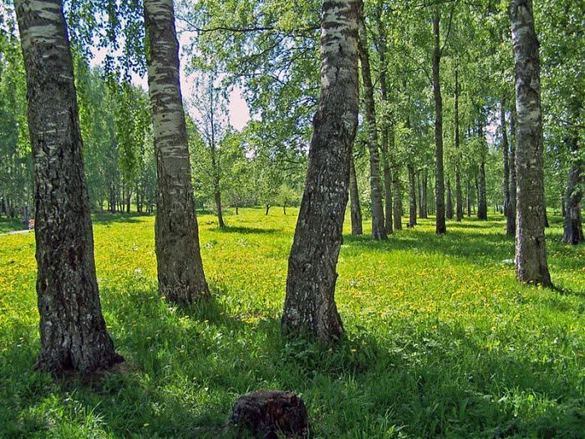 Парк «Макаринская Роща»