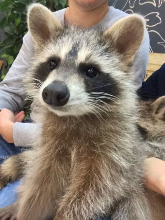 Зоопарк «Озорные Еноты»