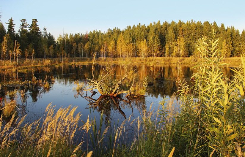 Болото Солодиха
