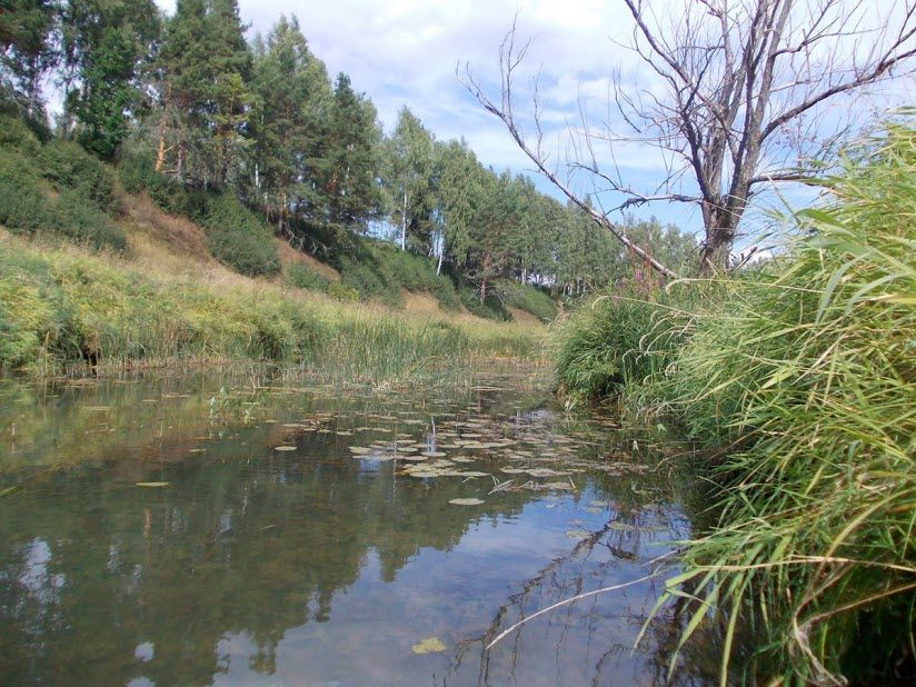 Фроловский Блудный лес