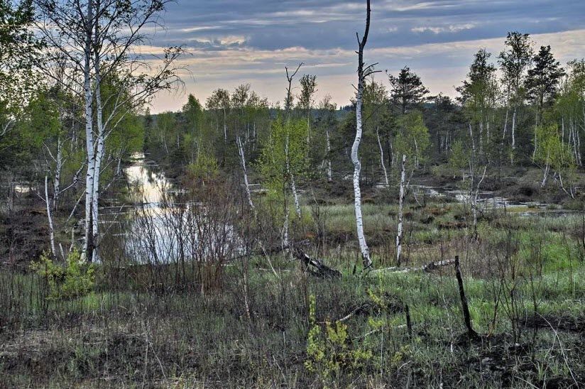 Берендеево болото