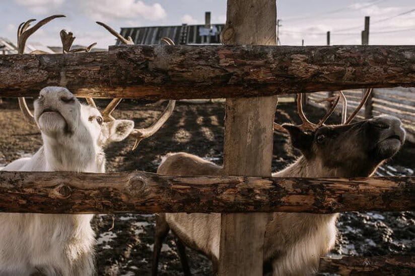 Ферма северных оленей и хаски
