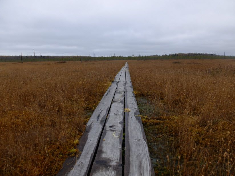 Старосельский мох