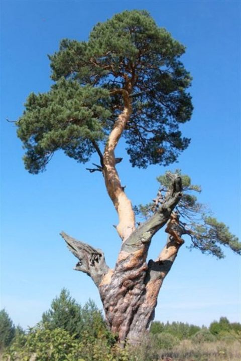 Кашинская сосна