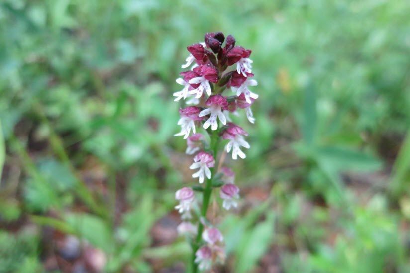 Орхидная горка