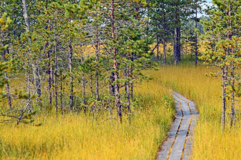 Центрально-Лесной заповедник
