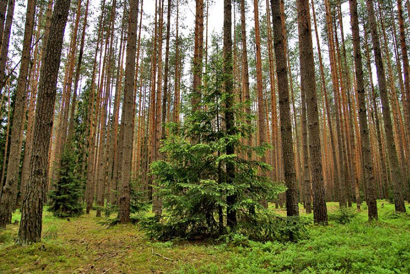 Конаковский бор