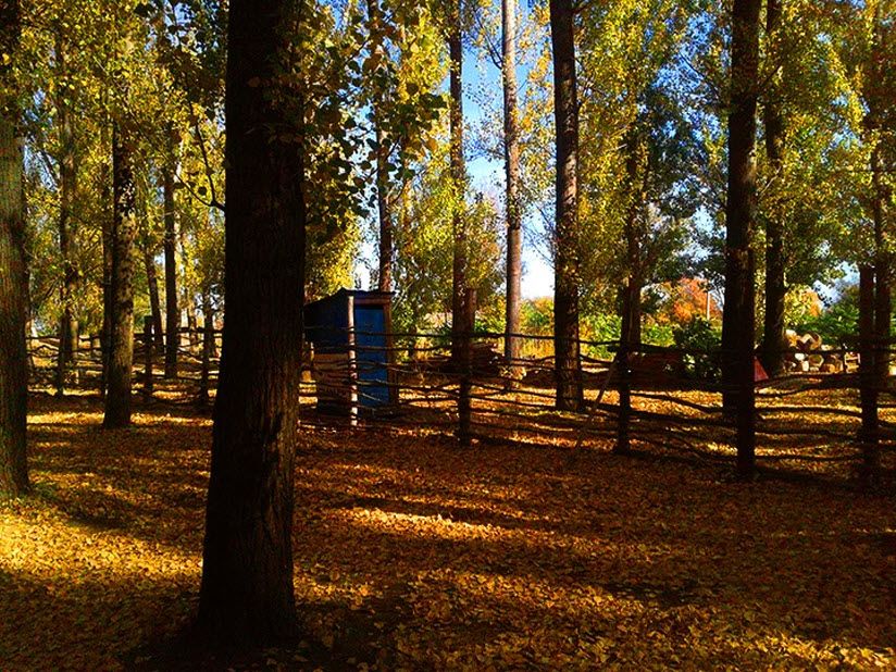 Тополиная роща в Ленинском районе