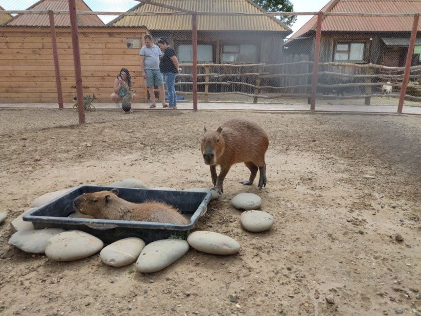 Зоопарк Баба Фрося