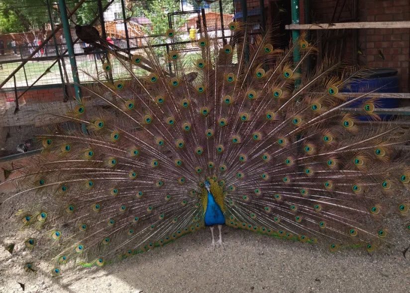 Зоопарк в парке Горького