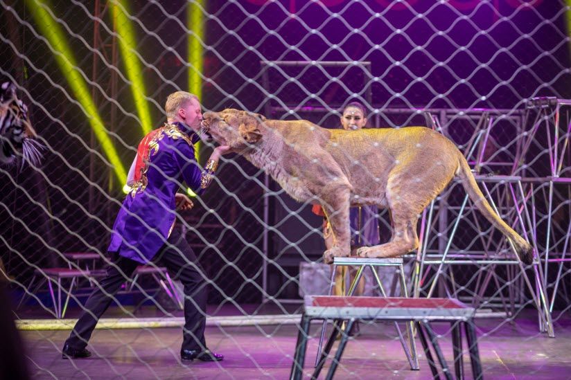 Цирк-шапито династии Довгалюк