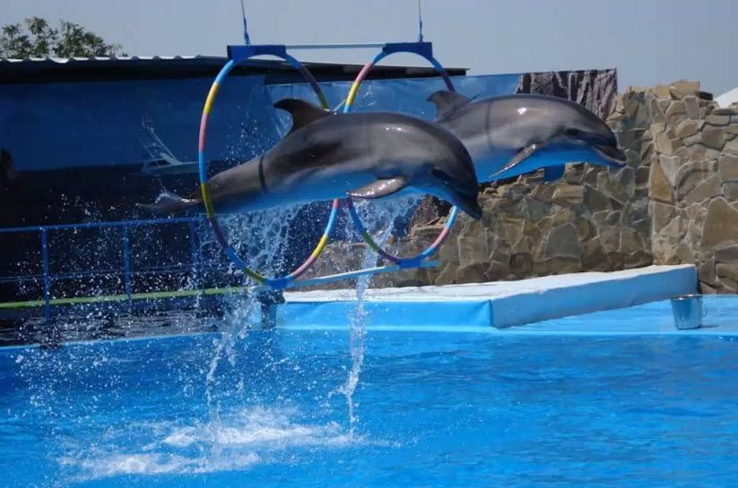 Дельфинари