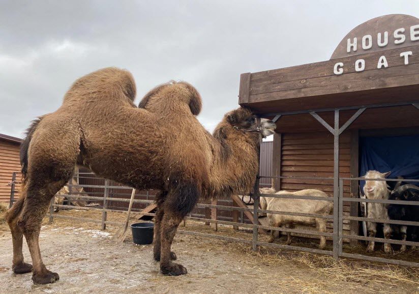 Зоопарк «Авенсис»