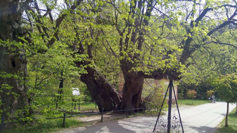 Парк Три старых липы
