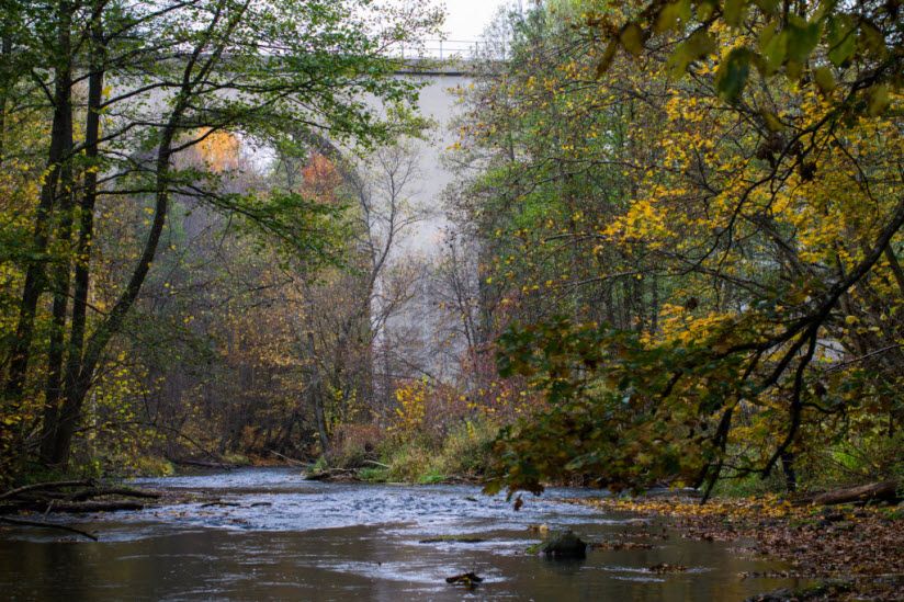 Роминтенская пуща