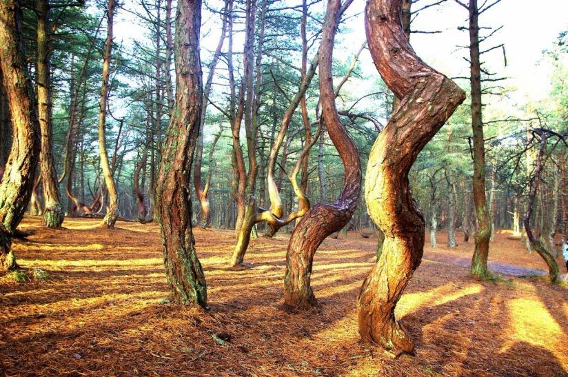 Танцующий лес