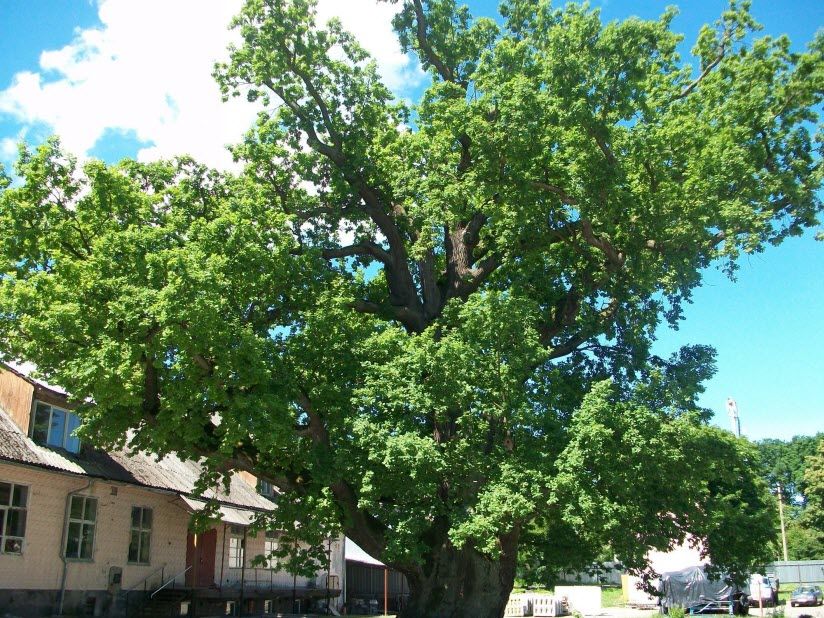 Старейшее дерево Калининградской области