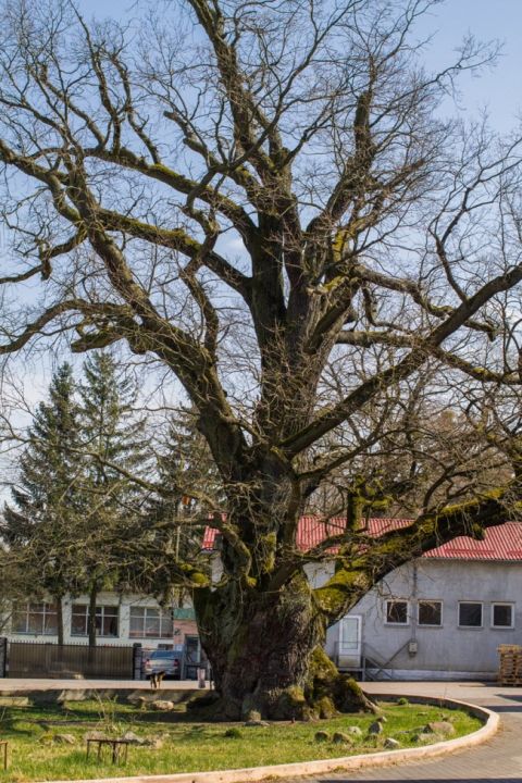 500-летний дуб