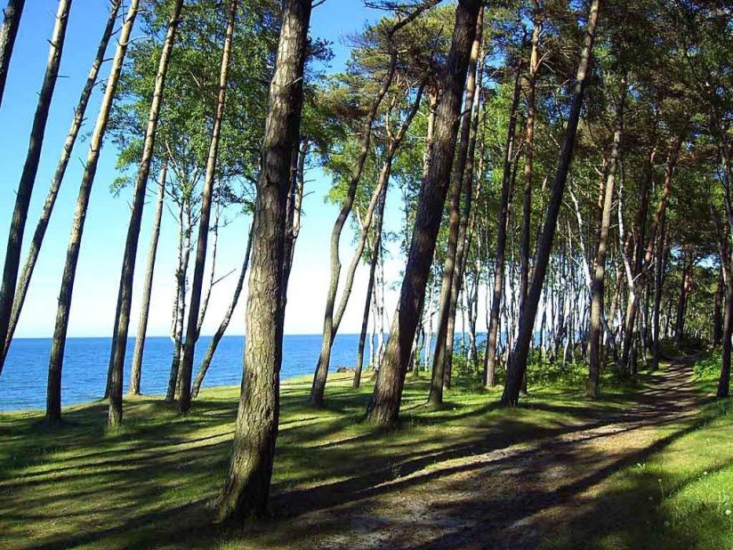 Сосновый бор в городе Пионерский