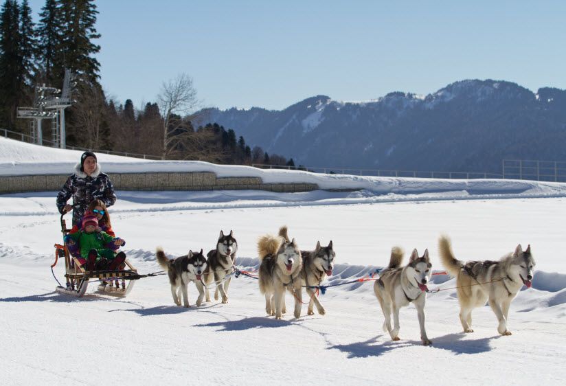 «Хаски» центр