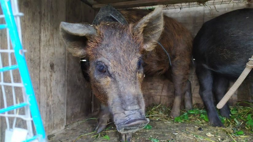 Зоопарк «Крестьянское подворье» в Скнятиново