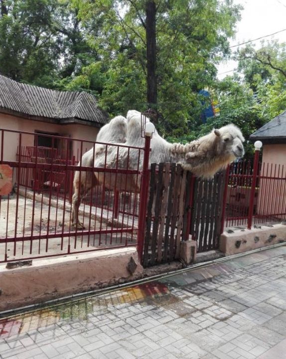 Зоопарк в парке Горького