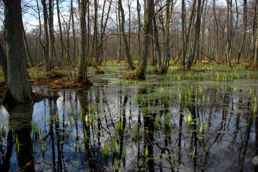 Болото Швентлунд