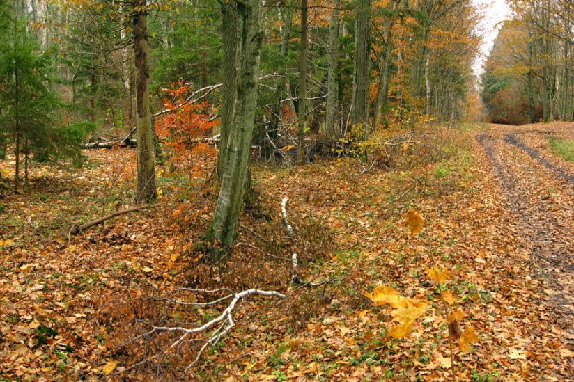 Светлогорский лес