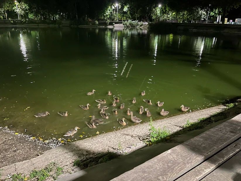 Парк «Утиные пруды»