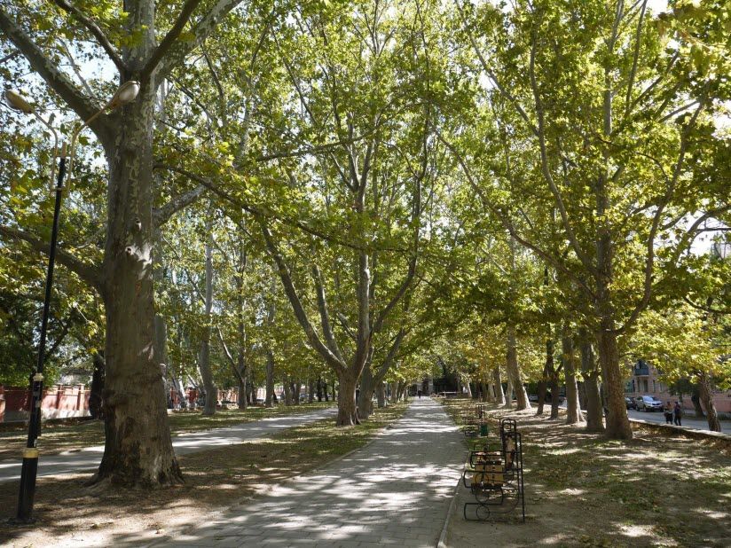 Платановая аллея