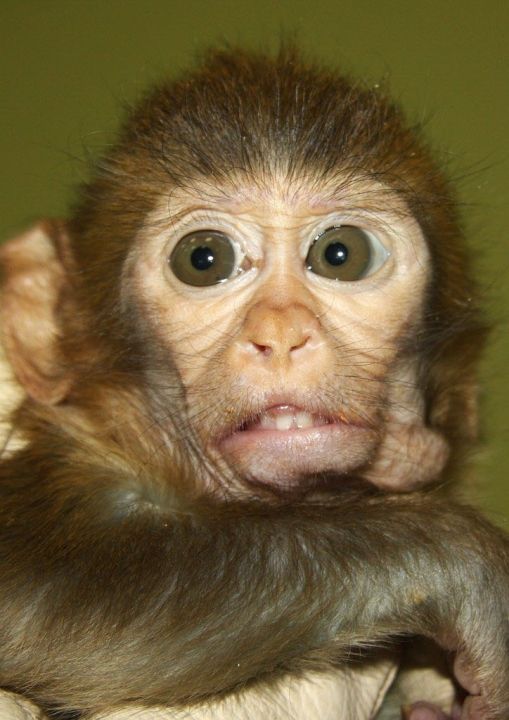 Мини-зоопарк «Мадагаскар»