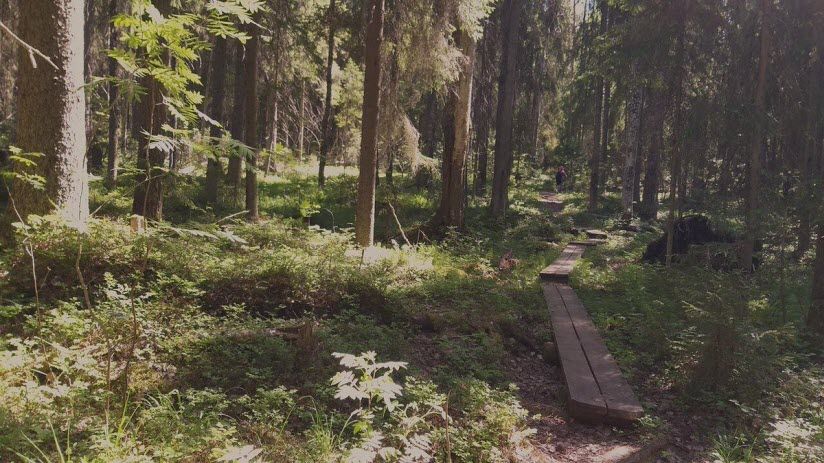 Парк «Заозерский заказник»