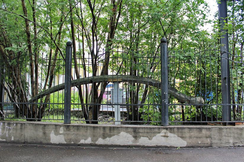 Челюсть синего кита