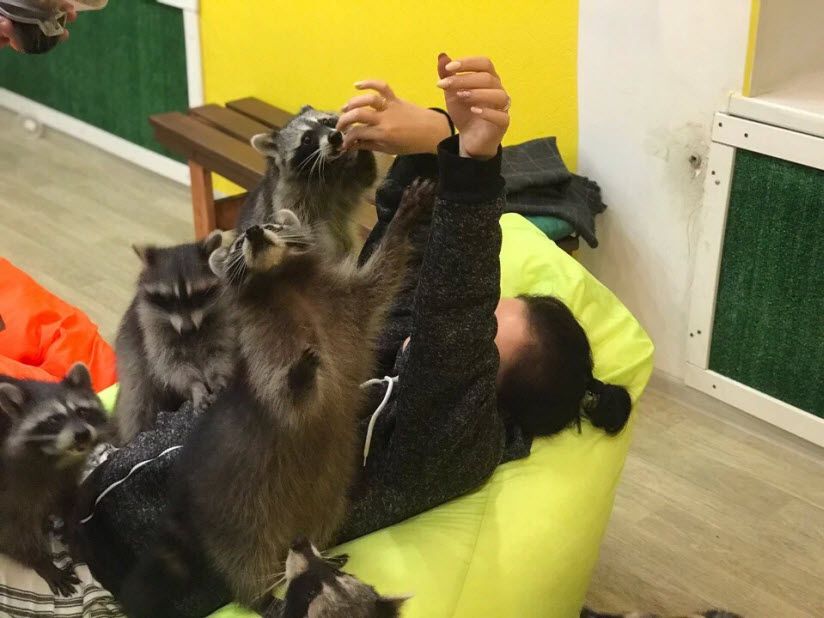 Дом ручных енотов «Енотополис»