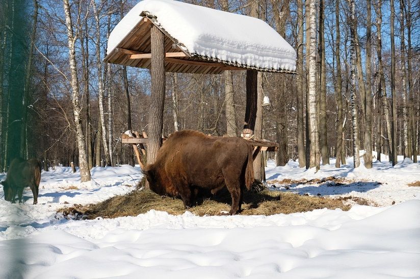 Приокско-Террасный заповедник