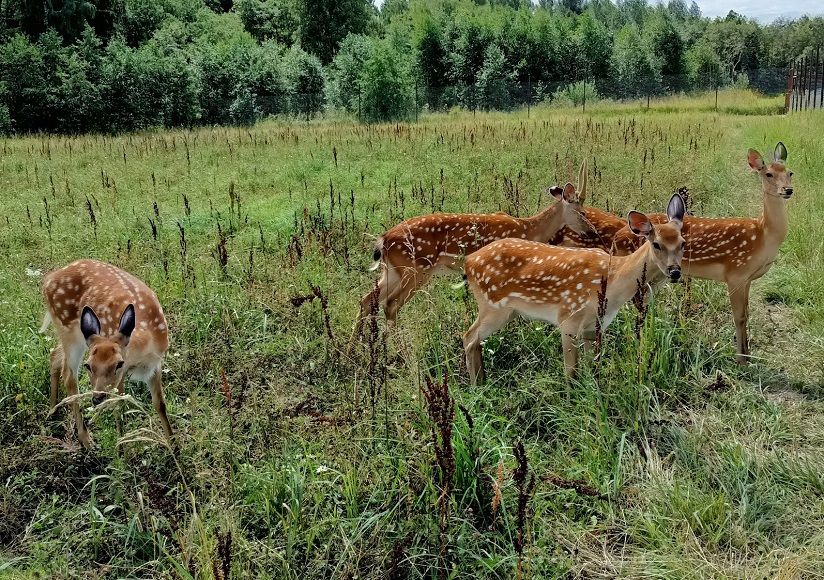 Подмосковный Сафари-парк (Клемятино)
