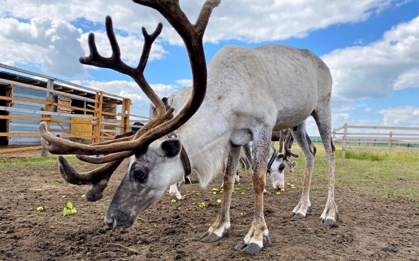 Зоопарк в «Оленево»