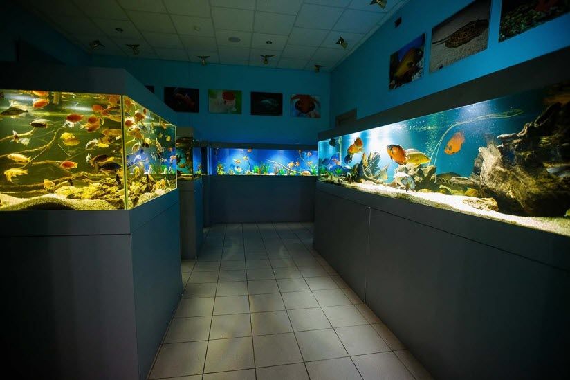 Акванариум