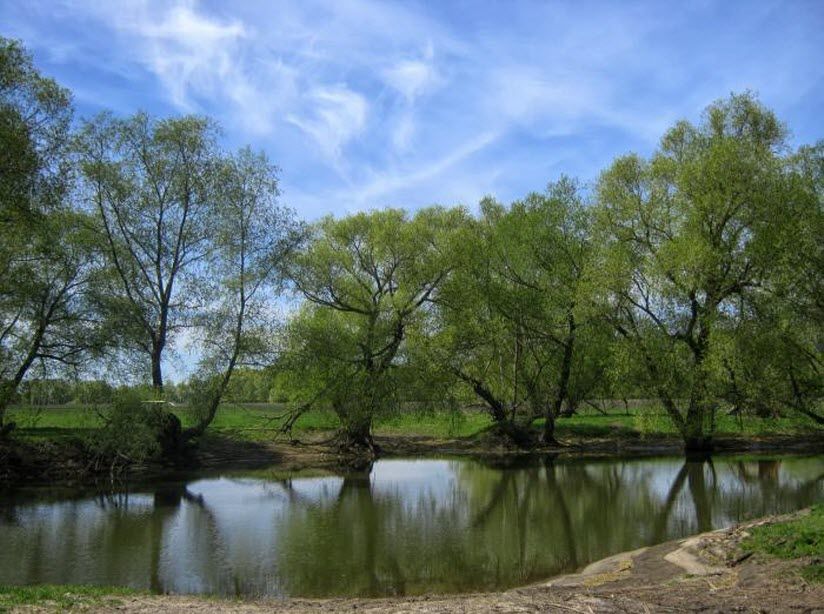 Природный парк «Павловская пойма»