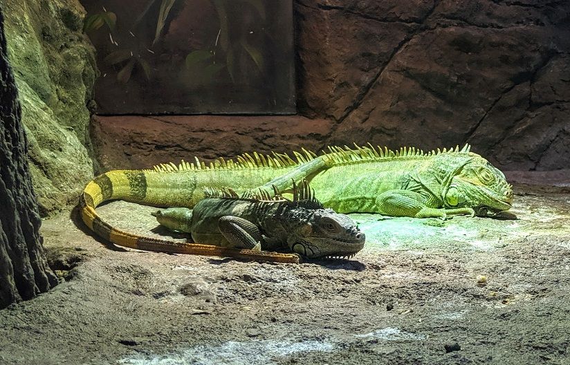 Экзотеррариум