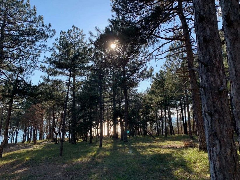 Зеленый бор