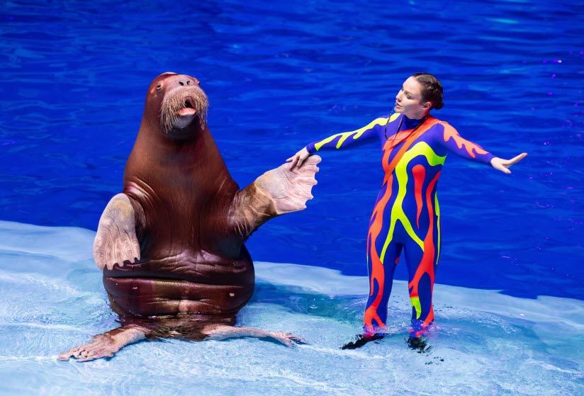 представления с моржами