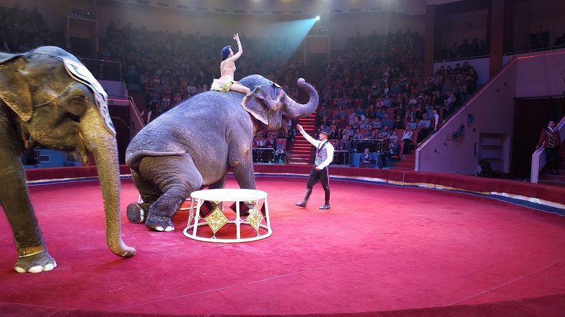 Ярославский цирк